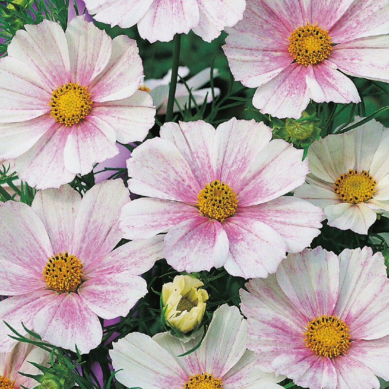 Cosmea Tetra Flush - Cosmos bipinnatus Tetra Flush  10 zaden