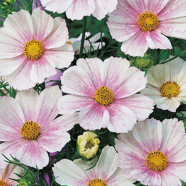 Cosmea Tetra Flush - Cosmos bipinnatus Tetra Flush  10 zaden