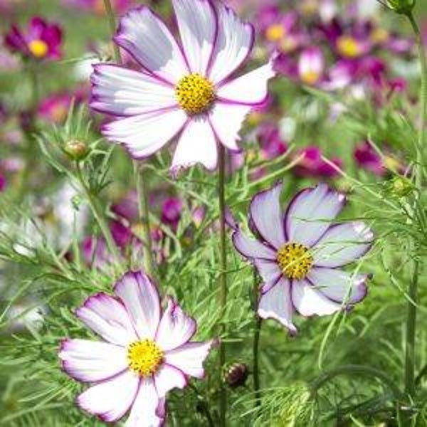 Cosmea Tip Top Picotee - Cosmos bipinnatus Tip Top Picotee  15 zaden