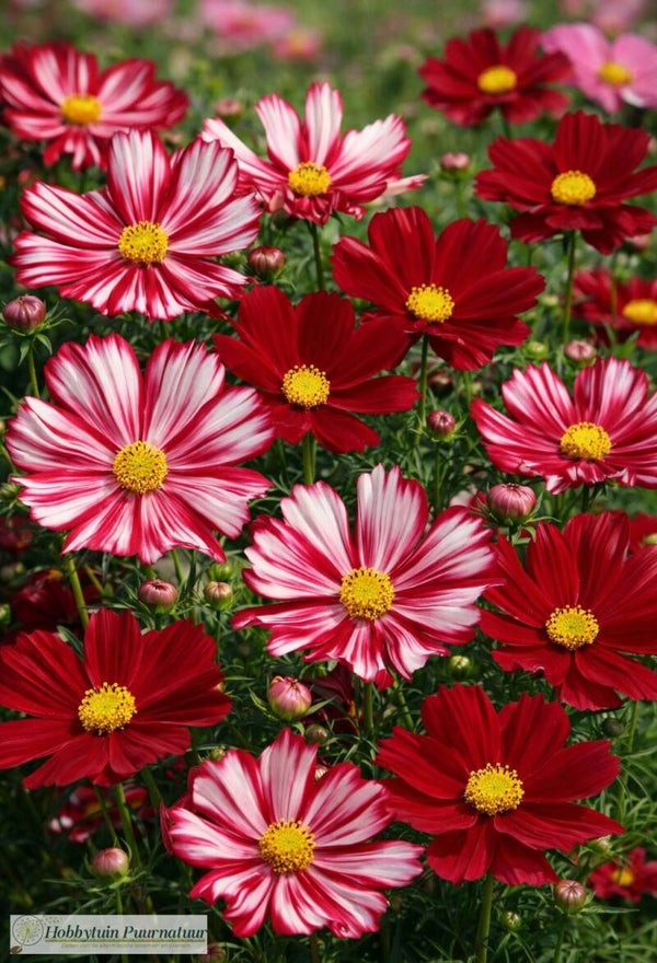 Cosmea Velouette - Cosmos bipinnatus Velouette  22 zaden