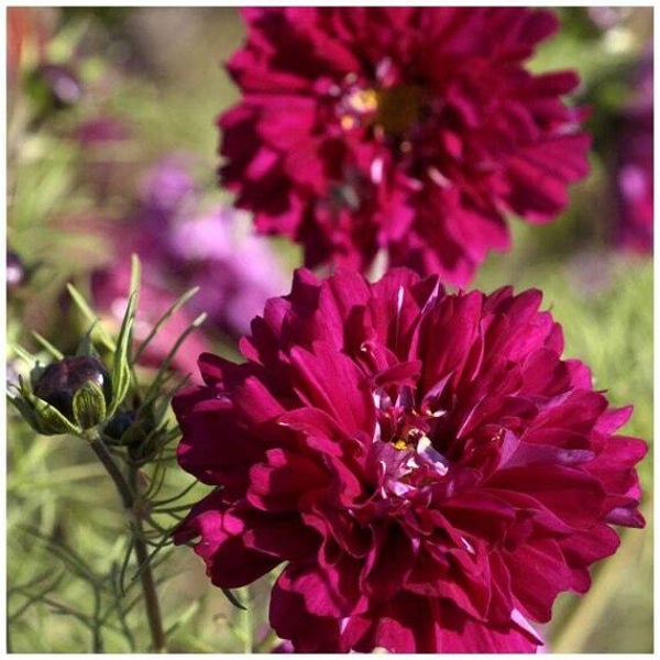 Cosmea Cranberries - Cosmos bipinnatus Double Click Cranberries  10 zaden