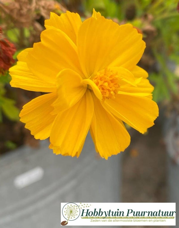 Cosmea Crest Lemon - Cosmos sulphureus Crest Lemon 10 zaden