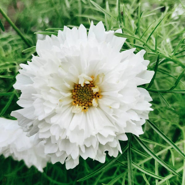 Cosmea Dubbel wit - Cosmos bipinnatus Double Dutch White  10 zaden