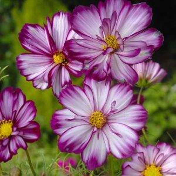 Cosmea Fizzy Rose Picotee - Cosmos bipinnatus Fizzy Rose Picotee  10 zaden