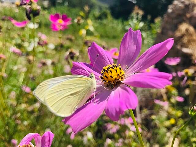 Cosmea paars mix - Cosmos bipinnatus  300 zaden