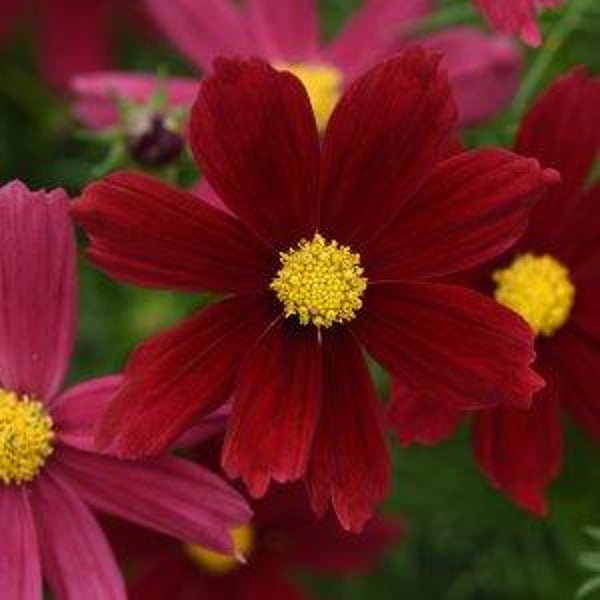 Cosmea rood - Cosmos bipinnatus Sonata Red Shade  10 zaden