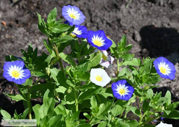 Dagschone mix ECO - Convolvulus tricolor  25 zaden