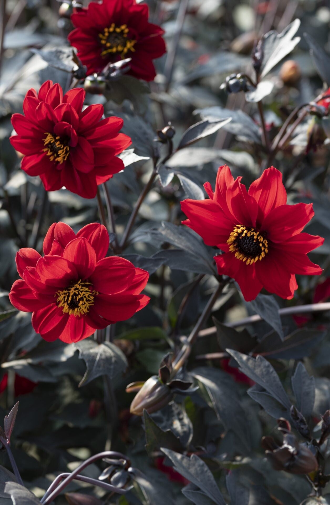 Dahlia Black Forrest - Dahlia pinnata Black Forrest Ruby  25 zaden