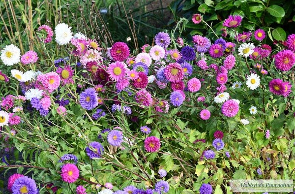 Aster Pompon mix - Callistephus chinensis Pompon mix  30 zaden
