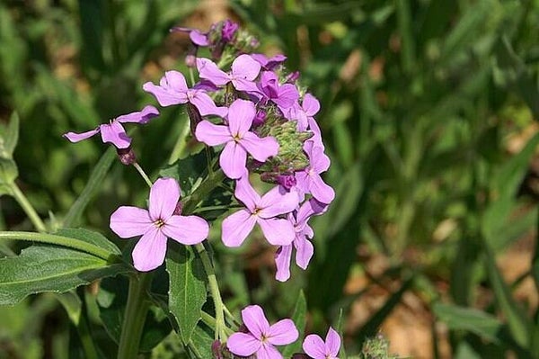 Damastbloem - Hesperis matronalis  50 zaden