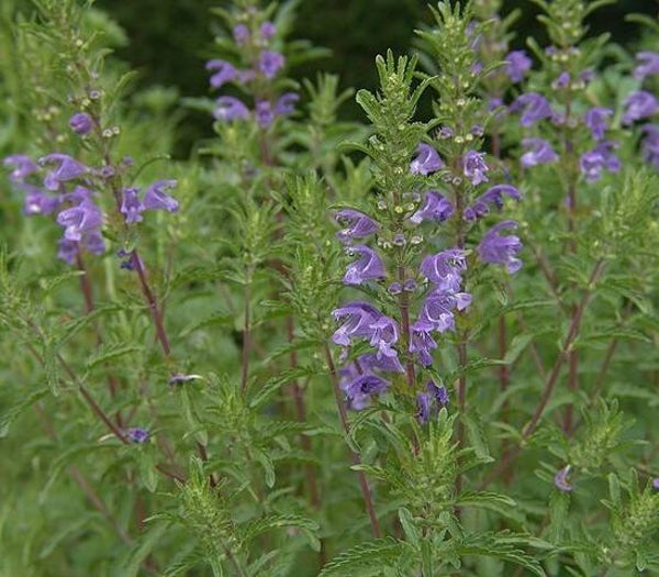 Turkse drakenkop - Dracocephalum moldavicum Blue Dragon  40 zaden