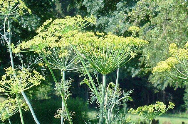 Dille BIO - Anethum graveolens  500 zaden