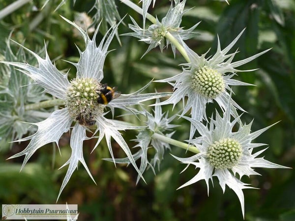Kruisdistel Miss Wilmott's Ghost ECO - Eryngium giganteum Miss Wilmott's Ghost  25 zaden