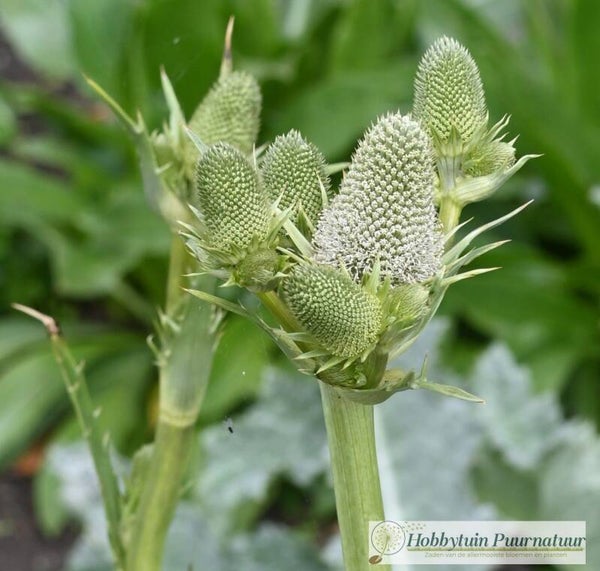 Distel serra - Eryngium serra  50 zaden