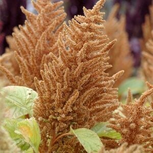 Kattenstaart Hot Buiscuits - Amaranthus cruentus Hot Buiscuits  200 zaden