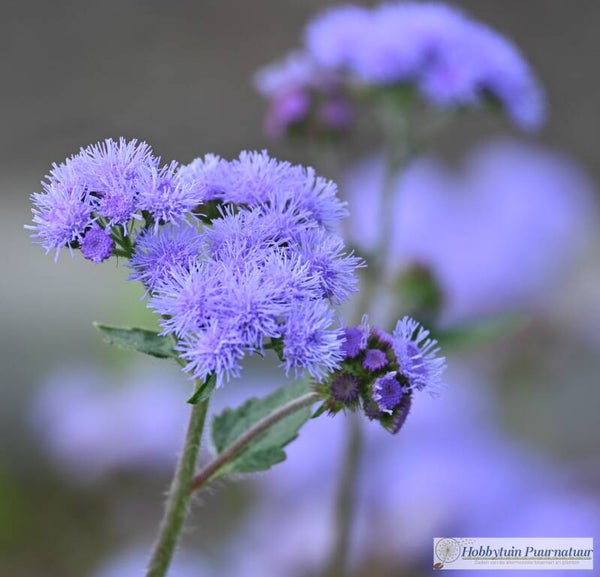 Donsbloem blauw - Ageratum houstonianum  Blue Mink  150 zaden