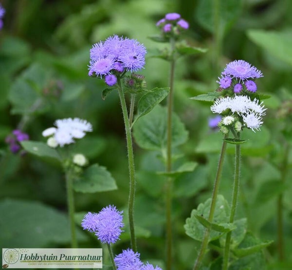 Donsbloem mix - Ageratum houstonianum mix  150 zaden