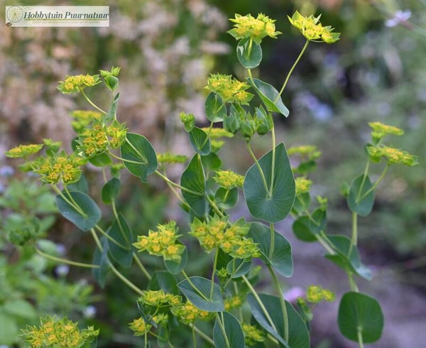 Doorwas ECO - Bupleurum rotundifolium  30 zaden