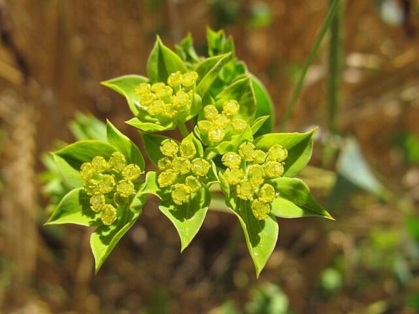 Doorwas - Bupleurum rotundifolium  30 zaden