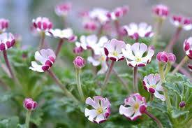 Nachtphlox - Zaluzianskya capensis Midnight Candy 100 zaden
