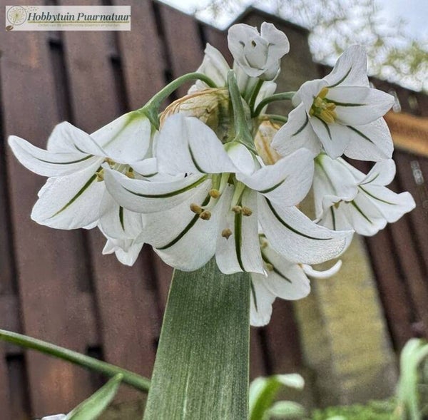 Driekantig look - Allium triquetrum  25 zaden