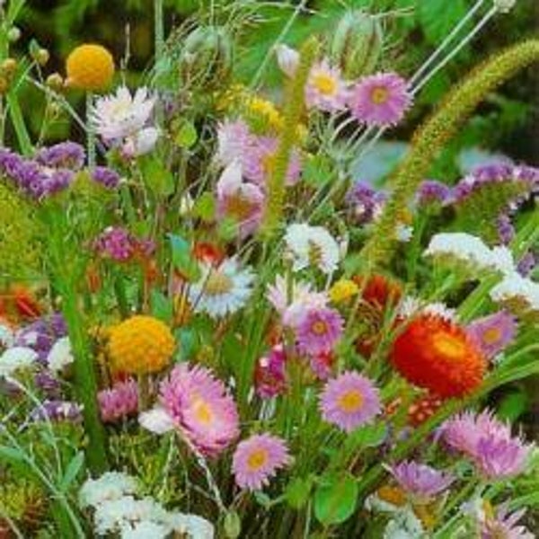Droogbloemen mix Hobbytuin Puurnatuur  40 m2  60 gram