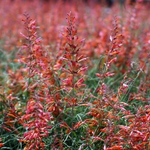 Dropplant zalmrood - Agastache rupestris Apache Sunset  25 zaden