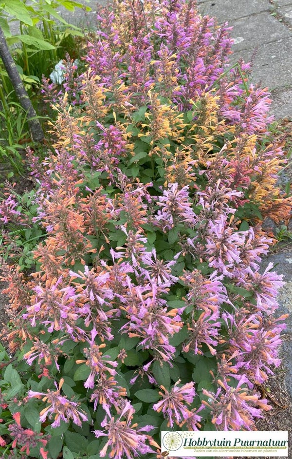 Dropplant mix - Agastache aurantiaca Fragant Carpet   50 zaden