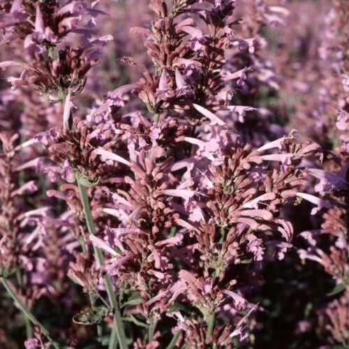 Dropplant Heather Queen - Agastache cana Heather Queen  25 zaden