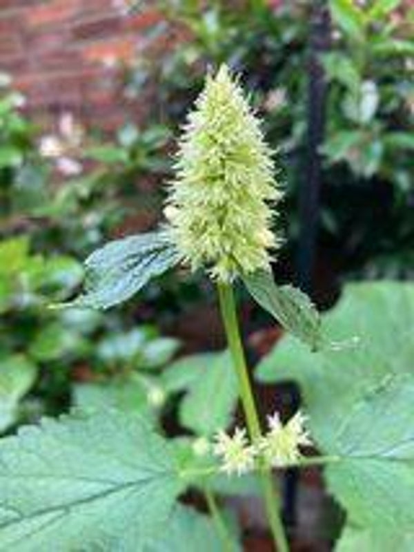 Dropplant wit - Agastache rugosa Alabaster  100 zaden