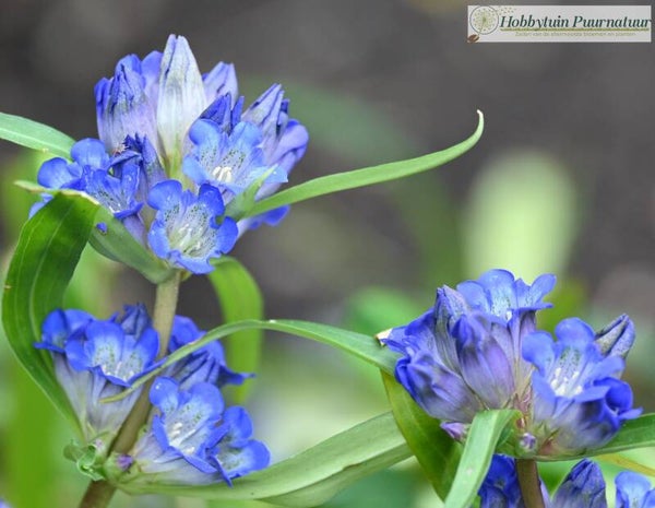 Siberische gentiaan ECO - Gentiana dahurica  50 zaden