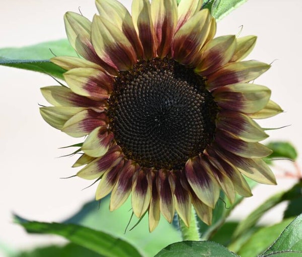 Zonnebloem Red/Lemon - Helianthus annuus ProCut Red/Lemon bicolor  5 zaden