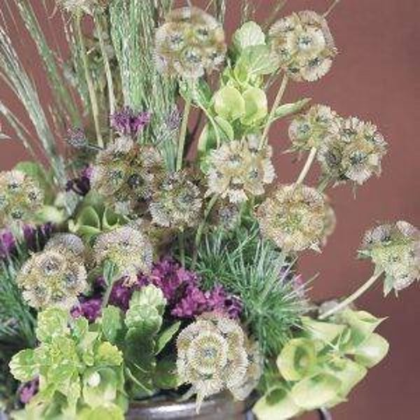 Duifkruid Drumstick - Scabiosa stellata Drumstick  15 zaden