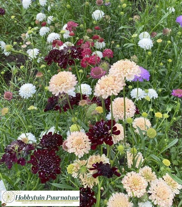 Duifkruid mix hoog - Scabiosa atropurpurea mix  25 zaden
