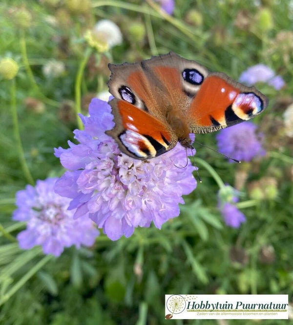 Duifkruid - Scabiosa columbaria  30 zaden