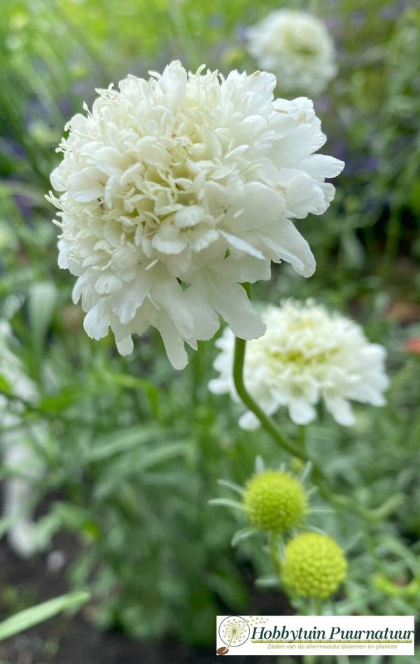 Duifkruid wit - Scabiosa atropurpurea Snowmaiden  20 zaden