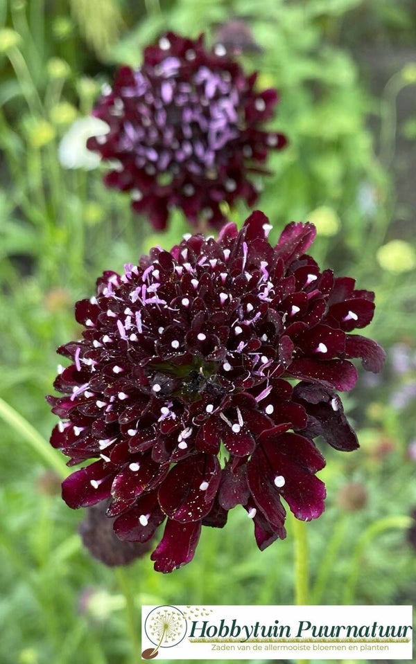 Duifkruid zwart - Scabiosa atropurpurea Black Night  20 zaden