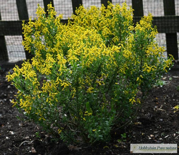 Duitse brem ECO - Genista germanica  25 zaden