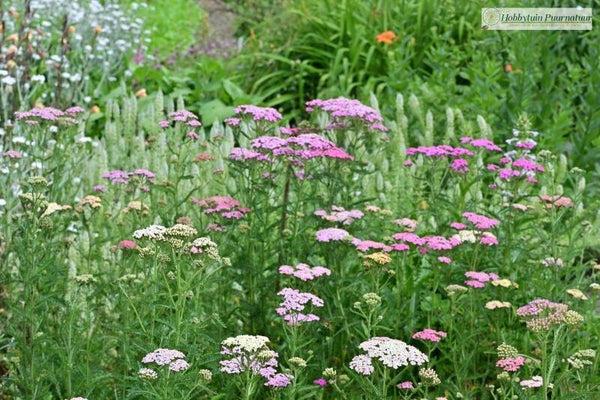 Duizendblad mix - Achillea millefolium Colorado mix  200 zaden