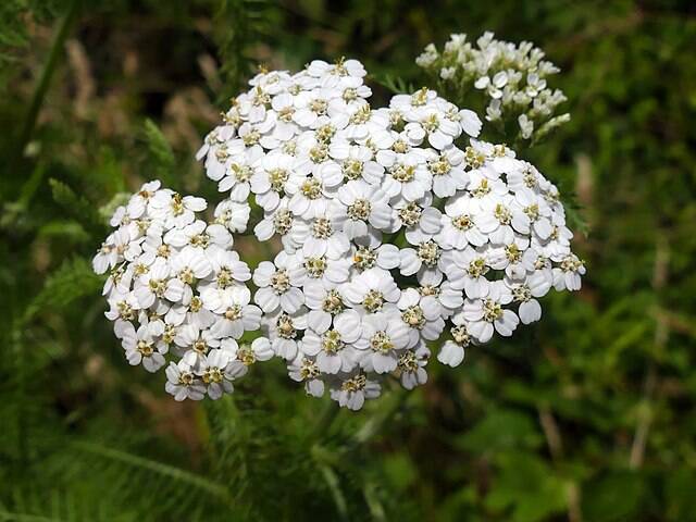 Duizendblad - Achillea millefolium  5000 zaden