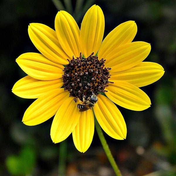 Zonnebloem kleinbloemig BIO - Helianthus debilis 100 zaden