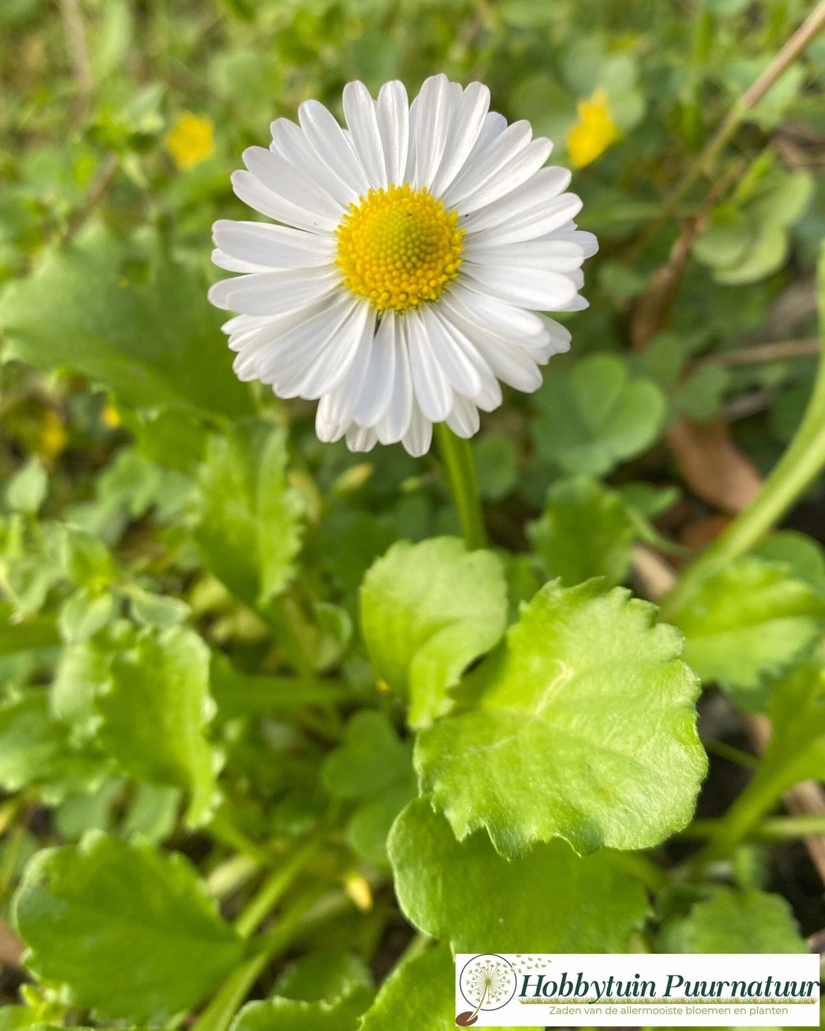 Madeliefje Bellis Perennis 100 Zaden Hobbytuin Puurnatuur Zaden madeliefje-bellis-perennis-100-zaden-hobbytuin-puurnatuur-zaden