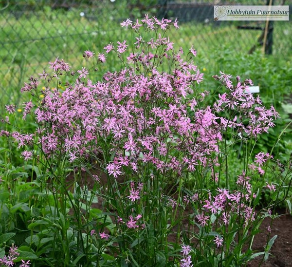 Echte koekoeksbloem ECO - Silene flos-cuculi  1000 zaden