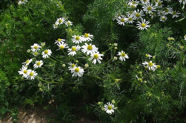 Echte kamille - Matricaria chamomilla  10.000 zaden