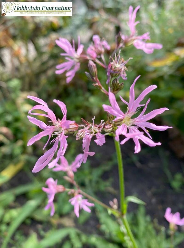 Echte koekoeksbloem - Silene flos-cuculi  1000 zaden