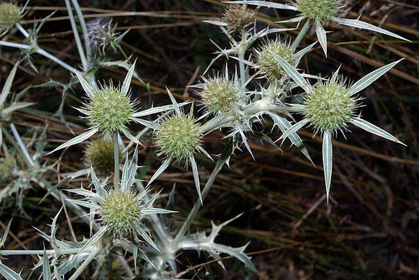 Echte kruisdistel - Eryngium campestre  50 zaden