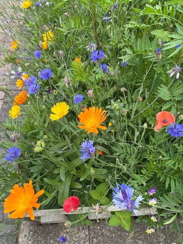 Eetbare bloemenmix Hobbytuin Puurnatuur  40 m2  60 gram