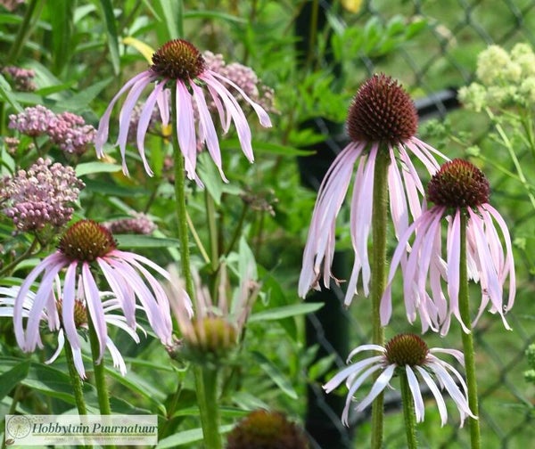 Egelzonnehoed - Echinacea pallida  20 zaden