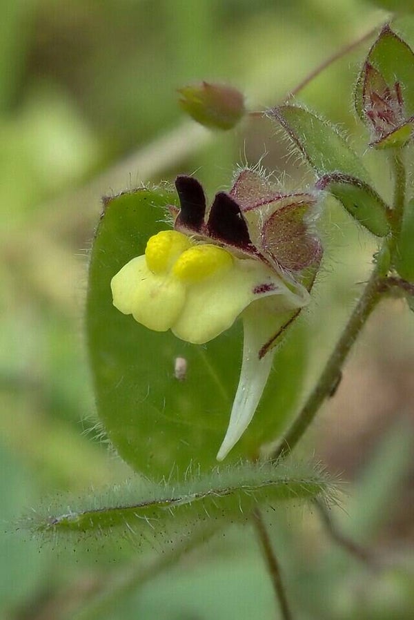 Eironde leeuwenbek - Kickxia spuria  100 zaden