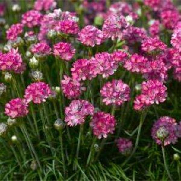 Engels gras roze  - Armeria maritima Laucheana  20 zaden